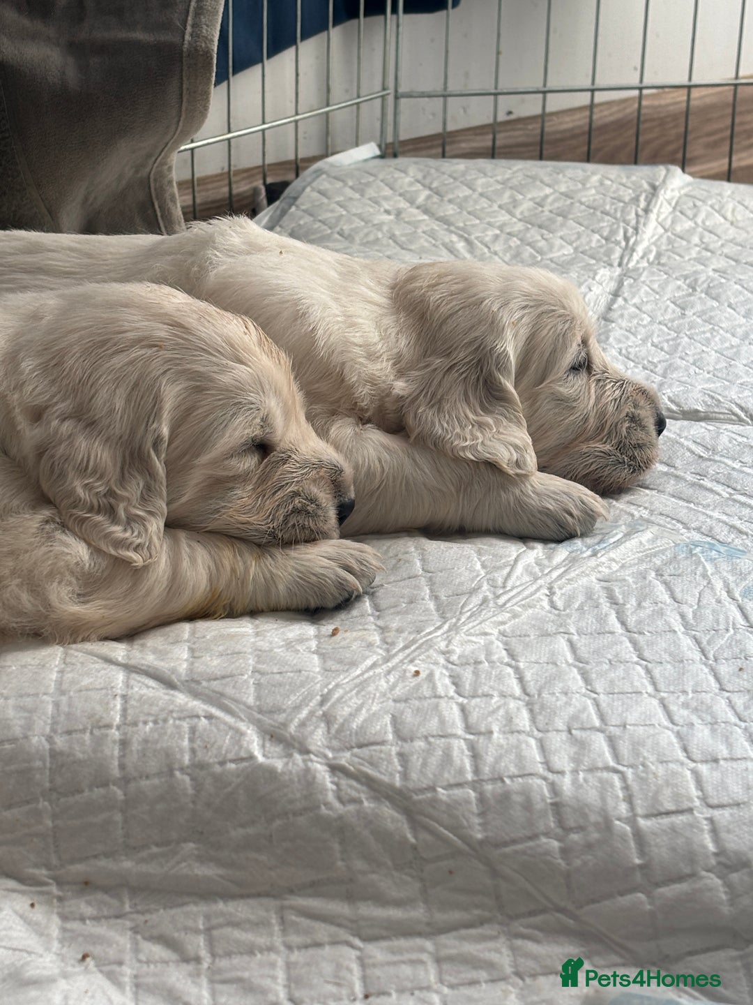 Golden Retriever dogs for sale: Golden Retriever Puppies 5 Generation Pedigree - Image 21