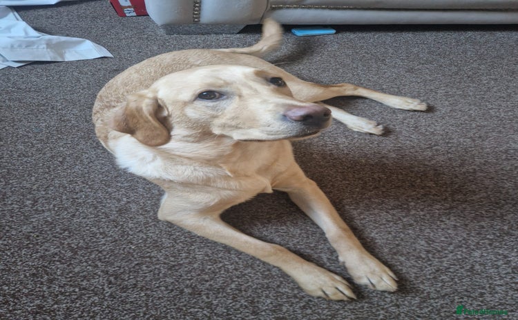 Labrador Retriever dogs - Advert 11