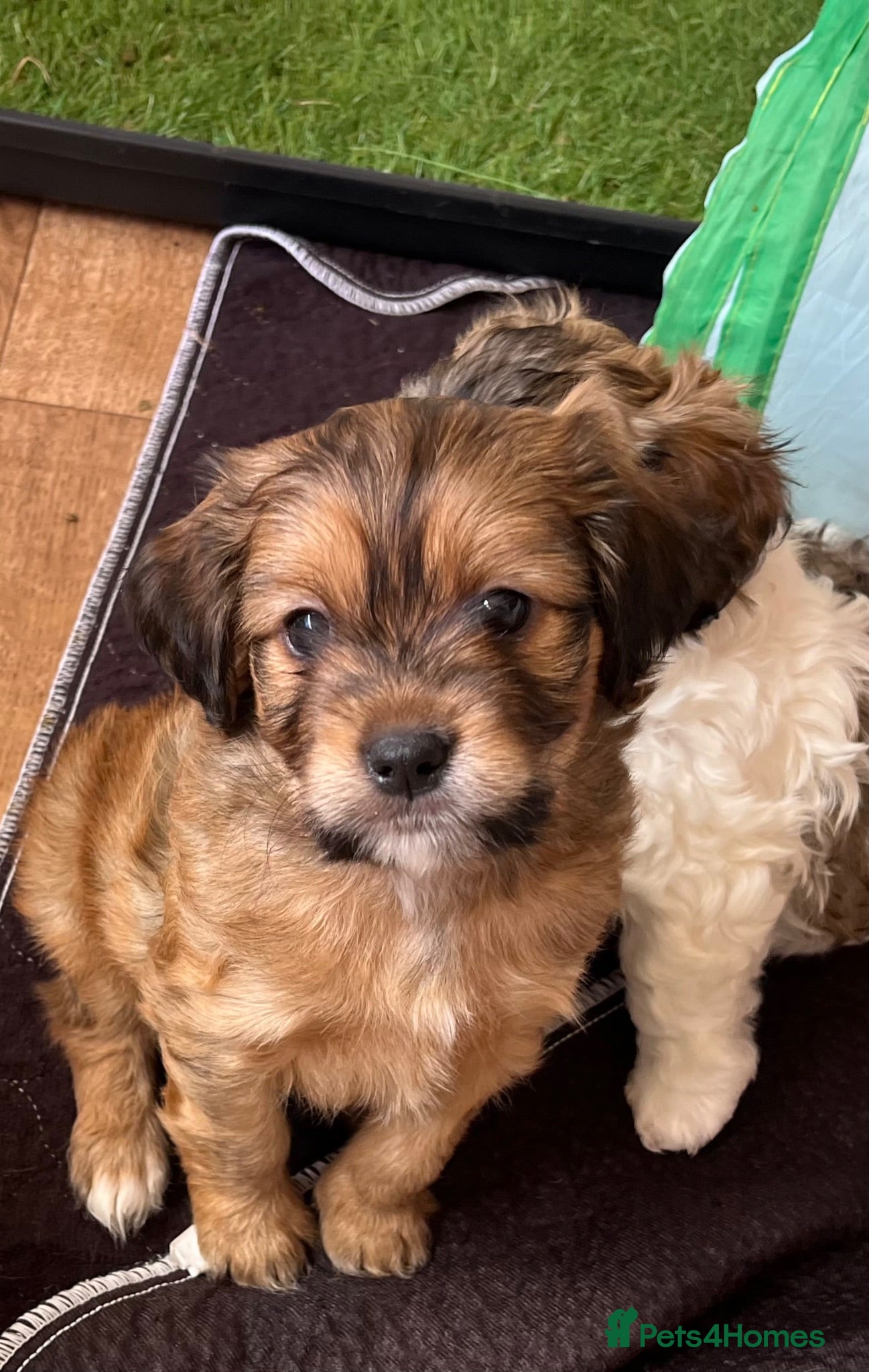 Maltipoo dogs Health Tested Cavachon x Maltipoo - Advert 1