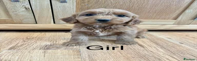 Cockapoo Puppy 7