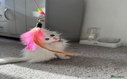 Maine Coon cats for sale: Ready Now! White Maine Coon x Ragdoll 🐱 - Image 3