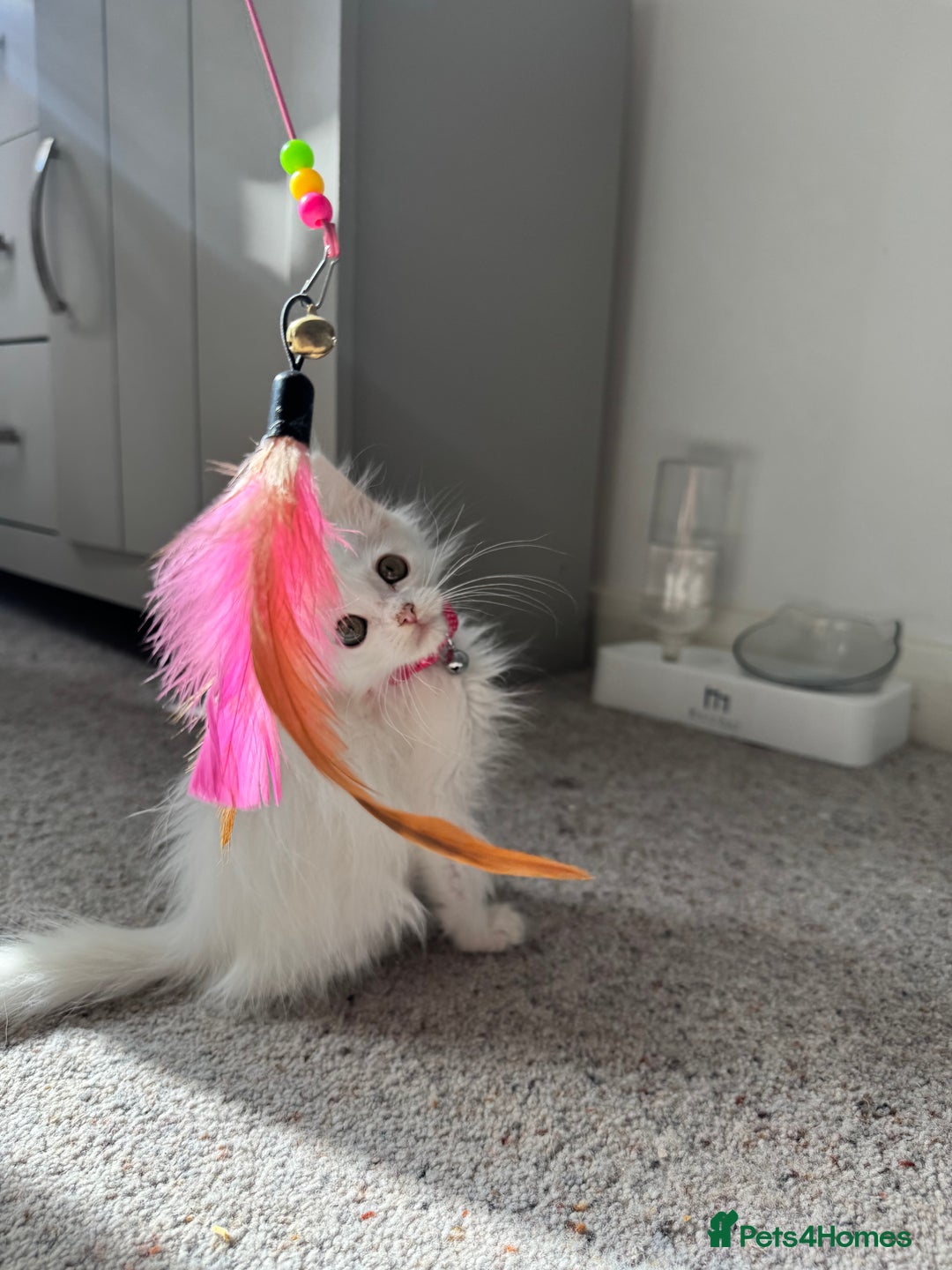 Maine Coon cats for sale: Ready Now! White Maine Coon x Ragdoll 🐱 - Image 3