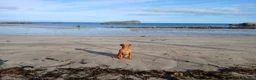 Labrador Retriever dogs for sale: Exceptional Fox Red Labrador Retriever Puppies - Advert 5
