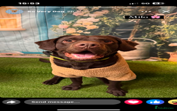 Mixed Breed dogs for sale: Lab cross collie  - Image 3