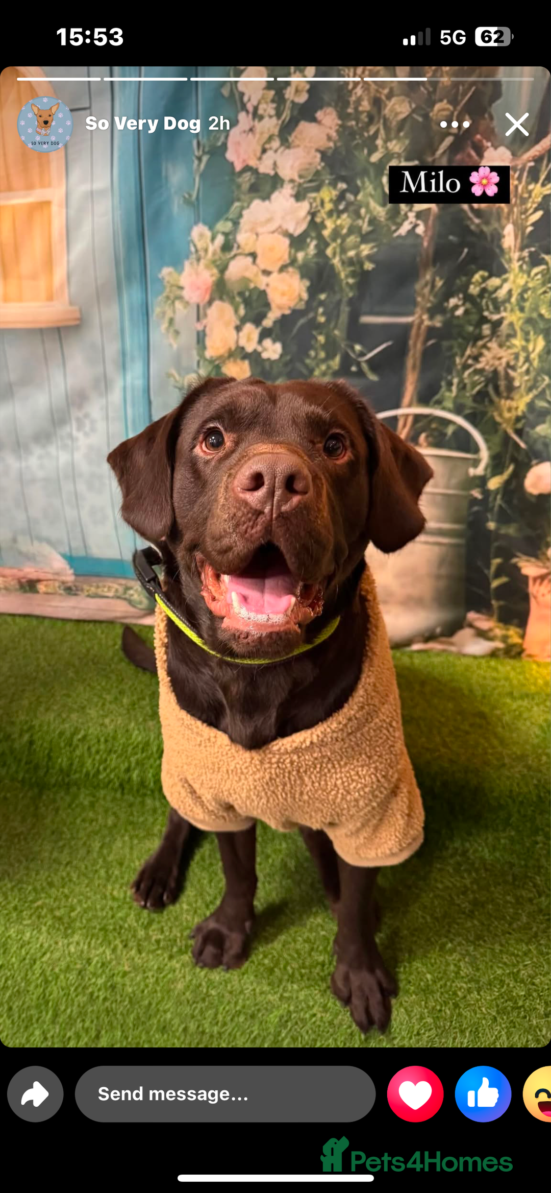 Mixed Breed dogs for sale: Lab cross collie  - Image 3