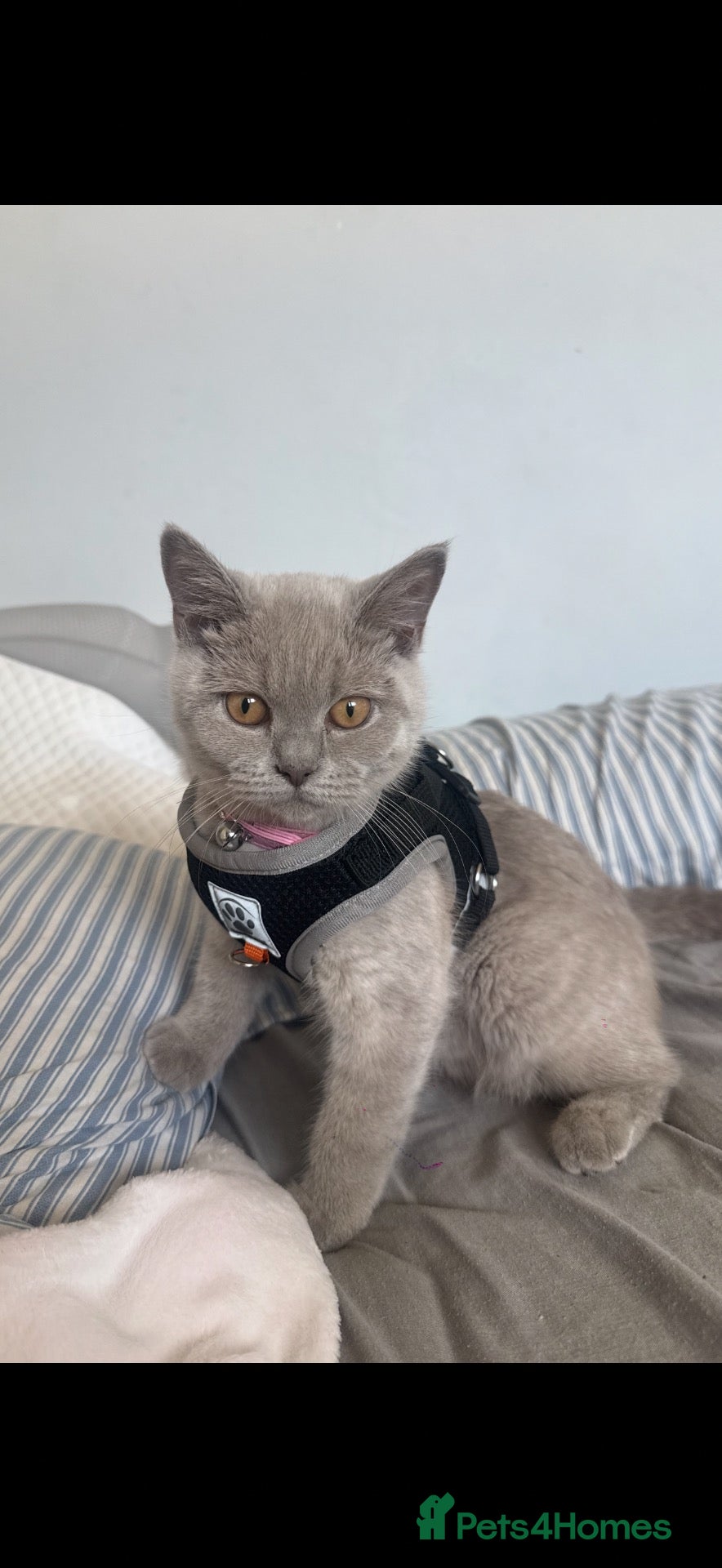 British Shorthair cats Princess  - Advert 1