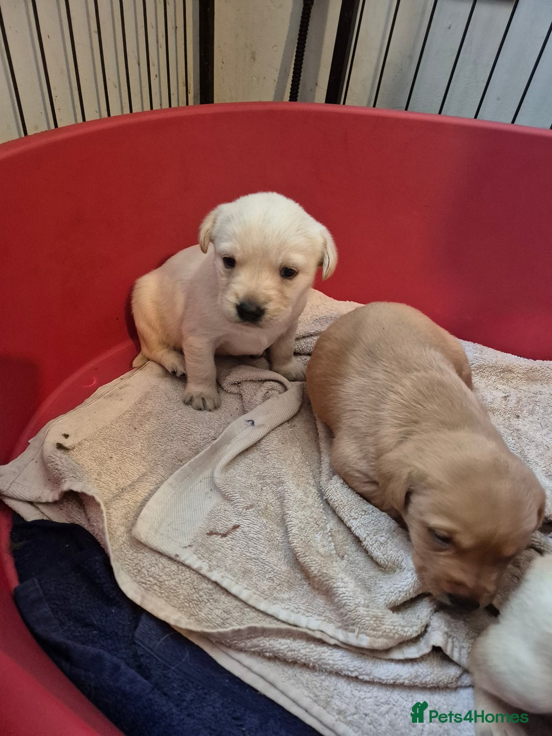 Labrador Retriever dogs for sale: 3 very chunky labrador puppies  - Advert 5
