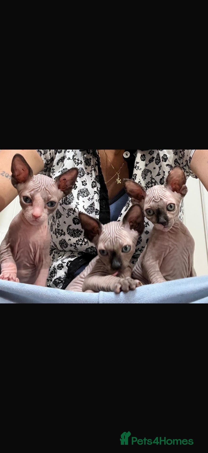 Sphynx cats for sale: Beautiful kittens sphinx  - Advert 3