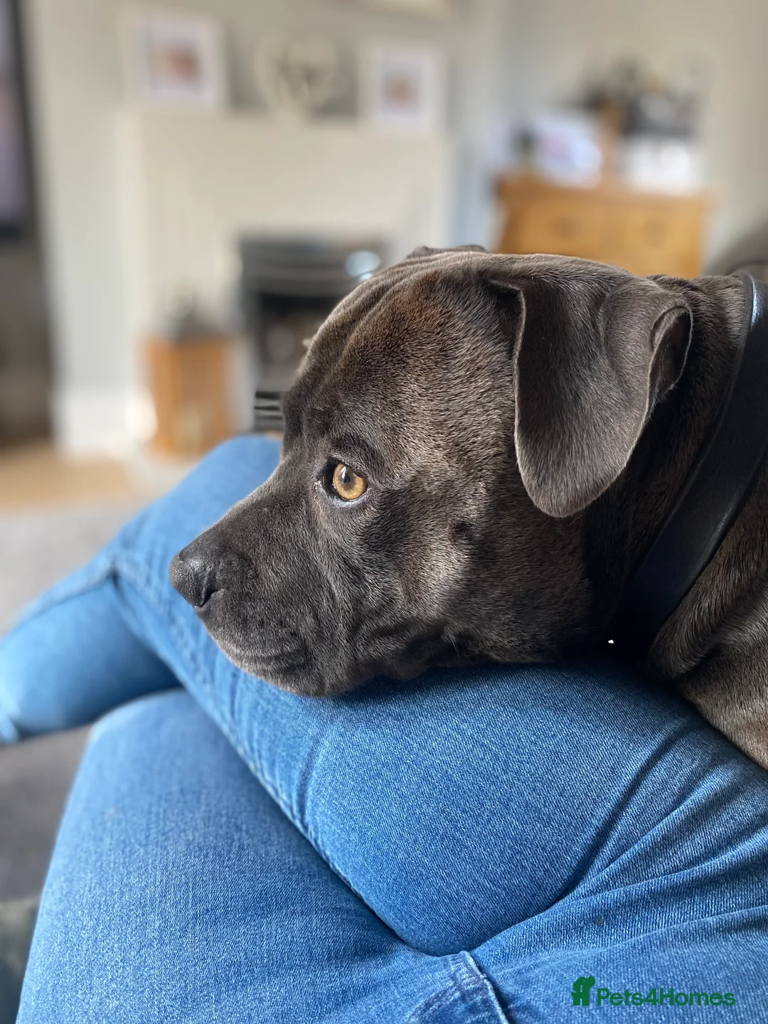 Staffordshire Bull Terrier dogs for stud: KC PROVEN Blue Staffordshire Bull Terrier for STUD in Wakefield - Advert 9