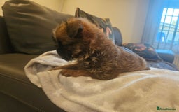 Griffon Bruxellois dogs for sale: Exceptionally confident beautys - Image 17