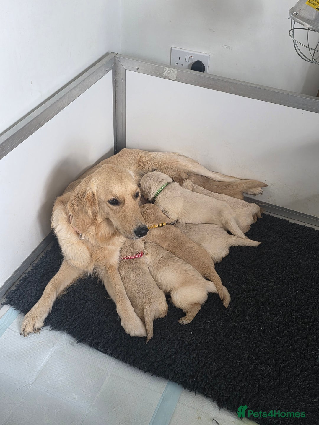 Golden Retriever dogs for sale: Golden Retriever puppies - Image 8