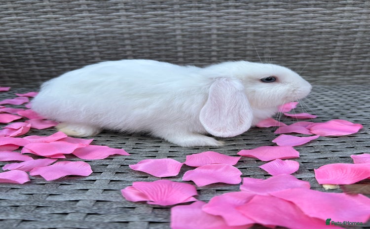Mini Lop rabbits - Advert 2