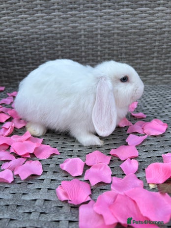 Mini Lop rabbits - Advert 12