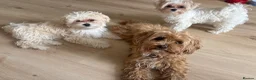 Maltipoo dogs for sale: Toy Size maltipoo boys in London - Advert 1