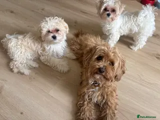 Maltipoo dogs Toy Size maltipoo boys - Advert 2