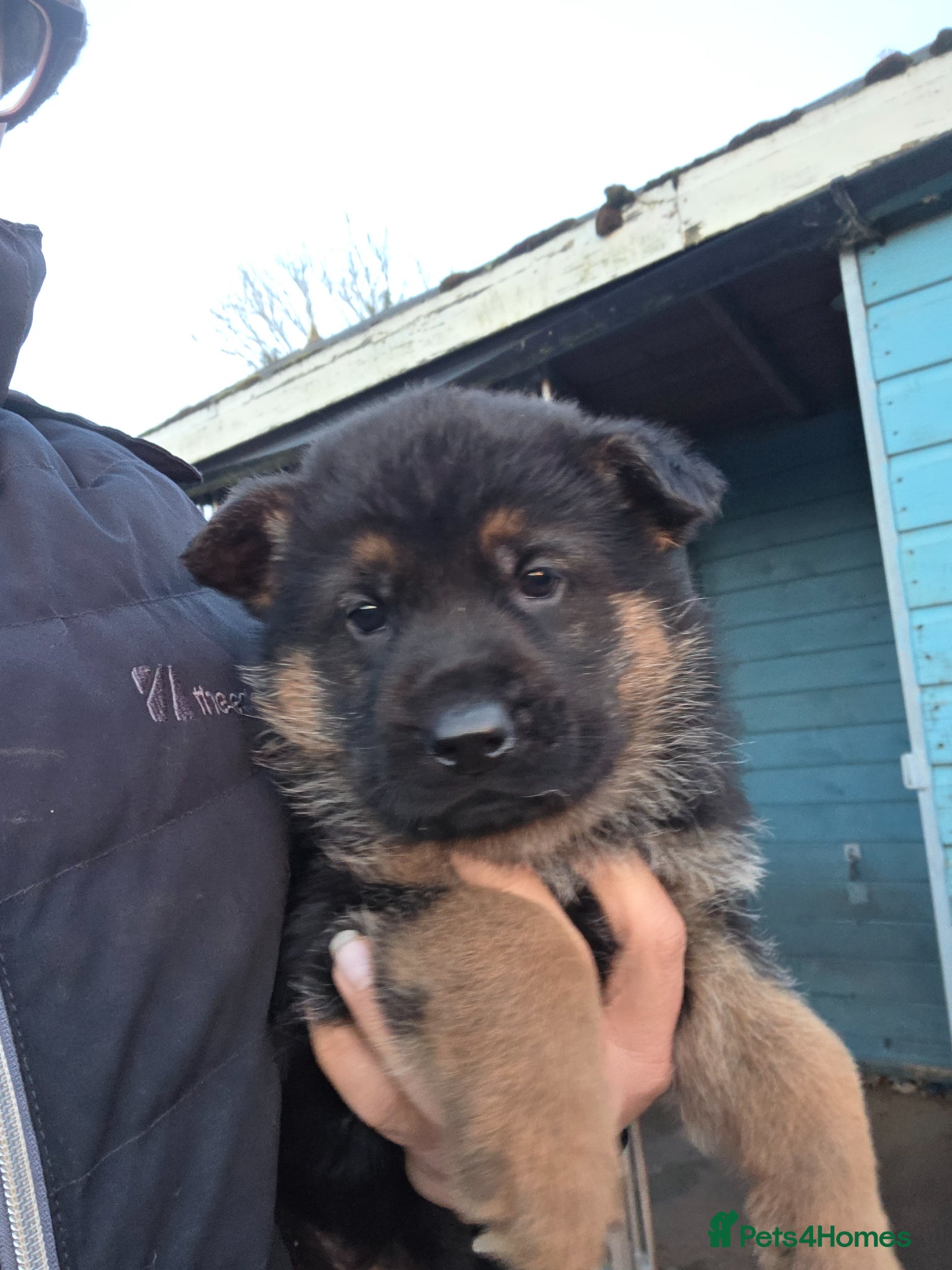 German Shepherd dogs 3 stunning chunky straight back boys - Advert 1