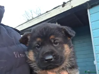 German Shepherd dogs 3 stunning chunky straight back boys - Advert 1