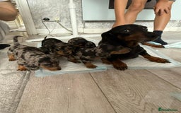 Miniature Dachshund dogs for sale: 🐶Beautiful Dachshunds puppies🐶 - Image 7