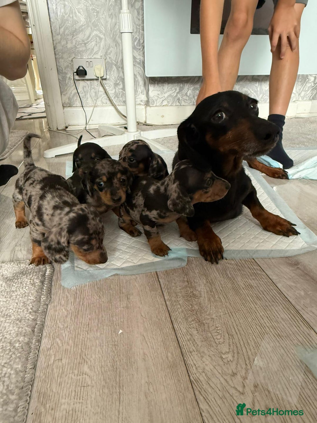 Miniature Dachshund dogs for sale: 🐶Beautiful Dachshunds puppies🐶 - Image 7
