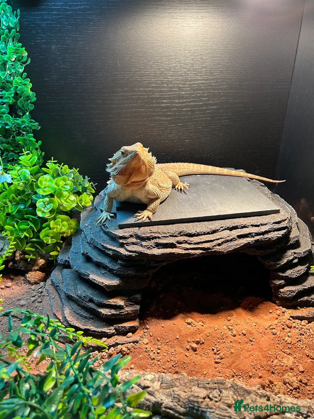 Bearded Dragon reptiles for sale: Bearded Dragon full set up - Advert 4