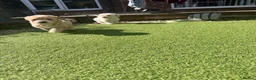 Poochon dogs for sale: Two stunning F1 poochon males avaailable in Saint Helens - Advert 2