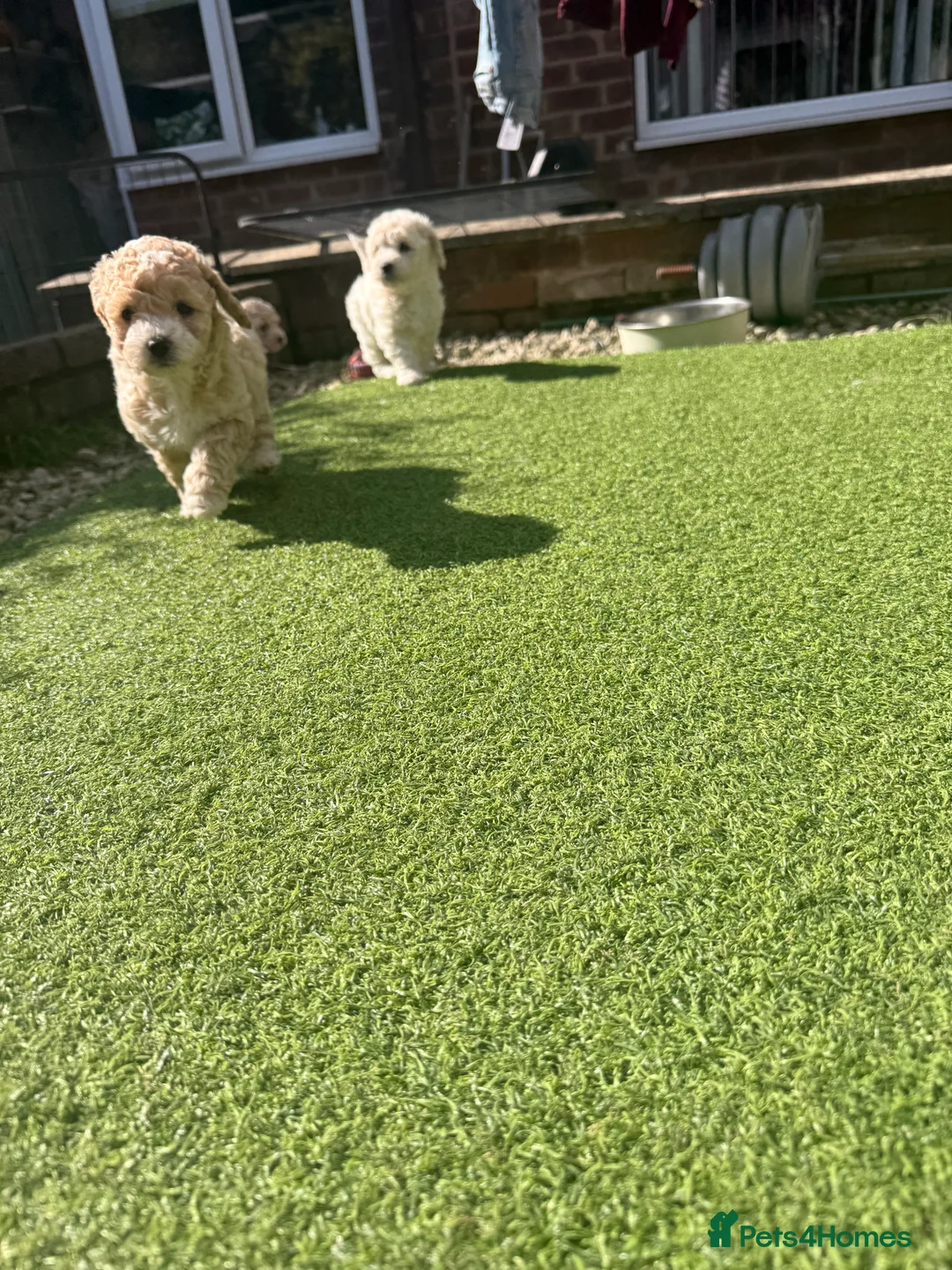 Poochon dogs for sale: Two stunning F1 poochon males avaailable in Saint Helens - Advert 2