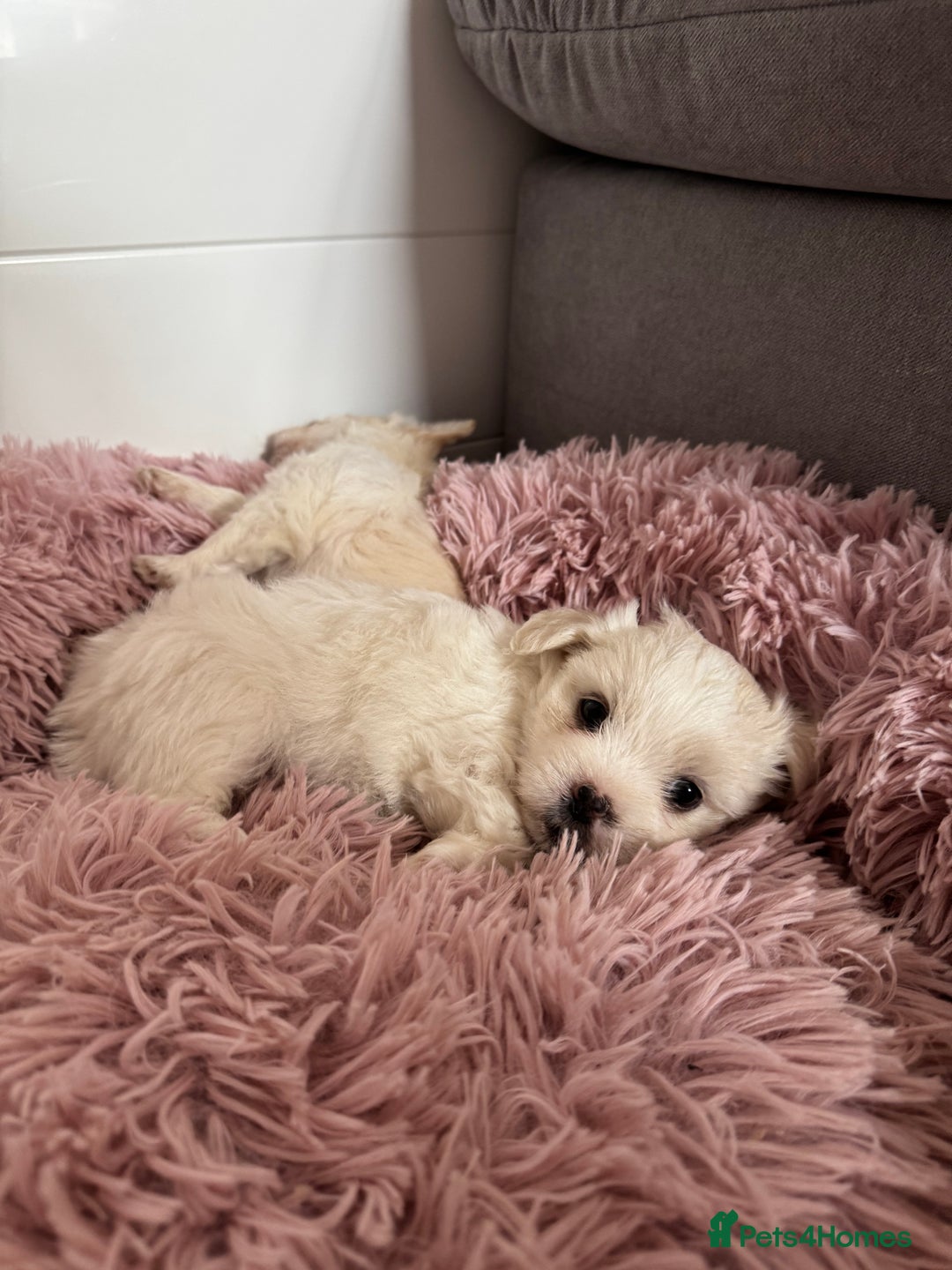 Bichon Frise dogs for sale: 🤍 3 female and 5 male - Image 4