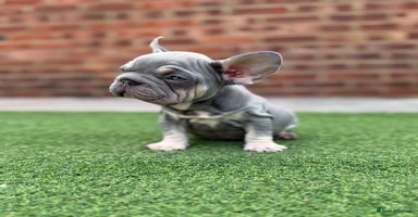 French Bulldog dogs - Advert 1
