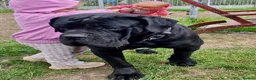 Cane Corso dogs for sale: JUST ONE BEAUTIFUL BLACK GIRL REMAIN. NOW ONLY£895 - Advert 2