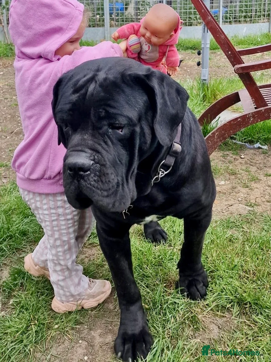 Cane Corso dogs for sale: JUST ONE BEAUTIFUL BLACK GIRL REMAIN. NOW ONLY£895 - Advert 2