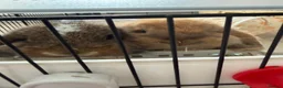 Mini Lion Lop rabbits for sale: 2 x Female Mini Lion Lop’s in Barry - Advert 8