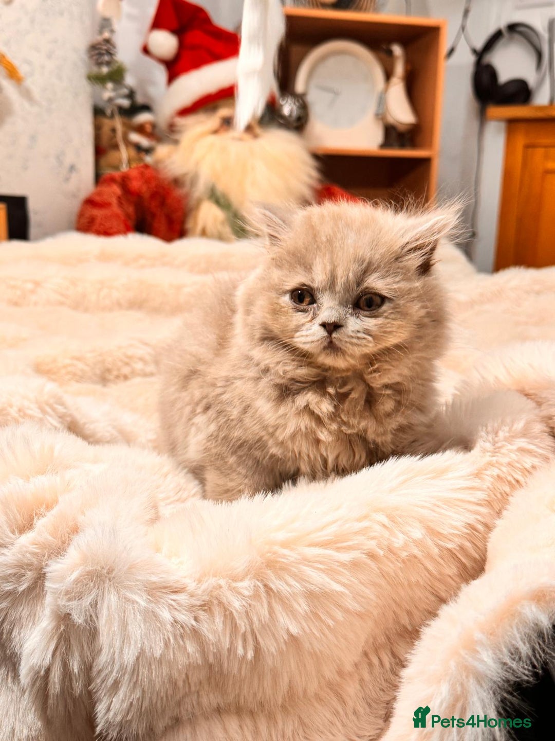 British Longhair cats for sale: !!Champion Bloodline!! British longhair GCCF stoke - Advert 2