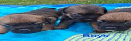 Border Terrier dogs for sale: KC REGISTERED BORDER TERRIERS SLEM CLEAR  - Advert 3
