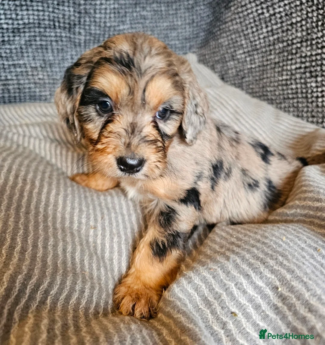 Cockapoo dogs for sale: Cockerapoo puppies merle F1 - Advert 15