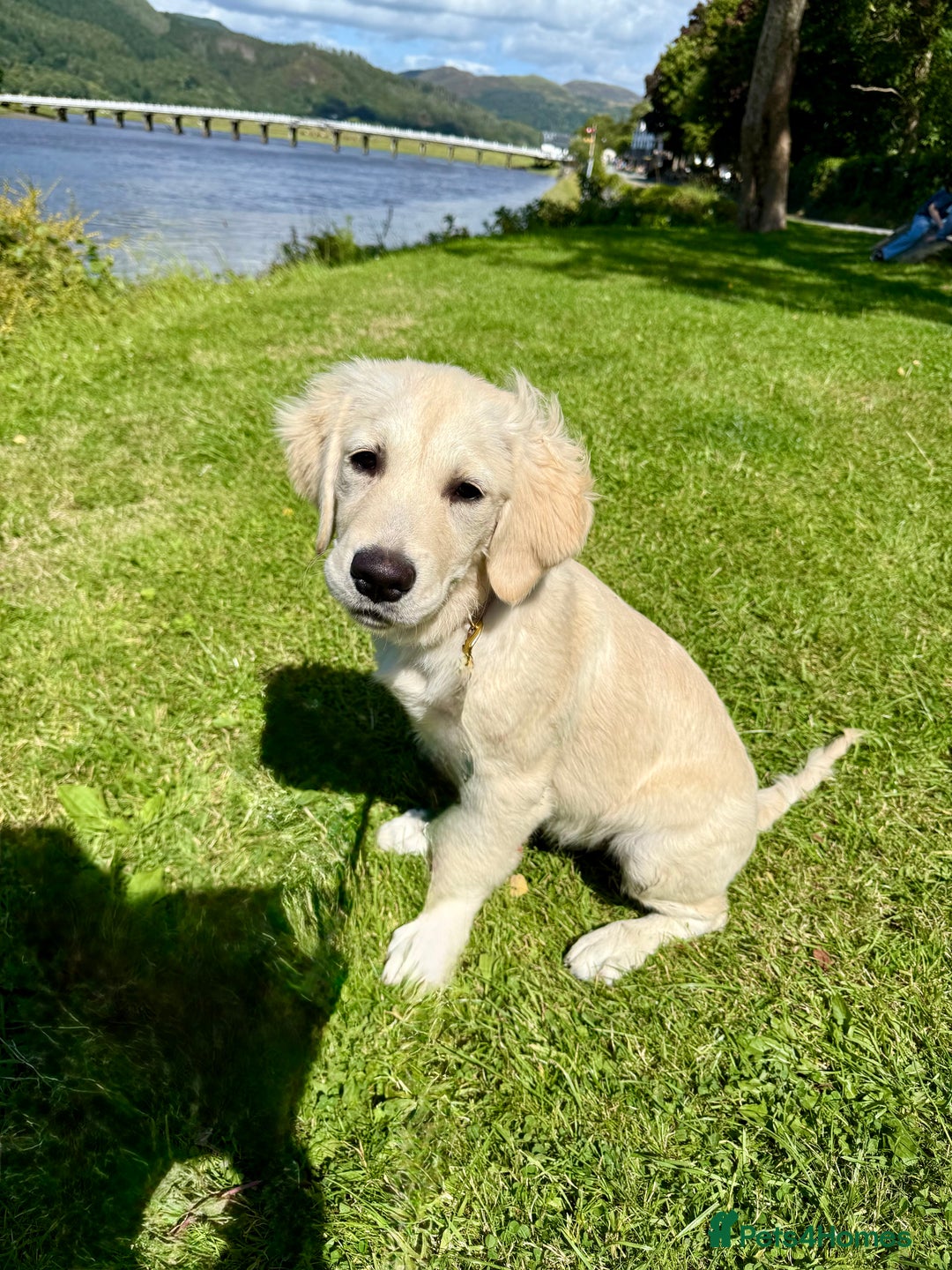 Golden Retriever dogs for sale: Beautiful 8-Month Female Golden Retriever Puppy 5⭐ - Advert 2