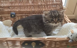 Ragdoll cats for sale: Adorable Ragdoll x Chinchilla Tabby - Image 13