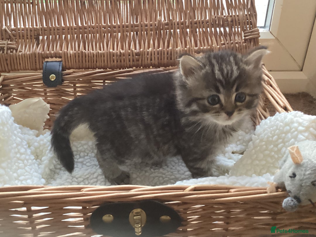 Ragdoll cats for sale: Adorable Ragdoll x Chinchilla Tabby - Image 13
