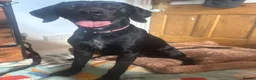 Mixed Breed dogs for sale: Beautiful German Shorthair Pointer x Black Lab in Warwick - Advert 5