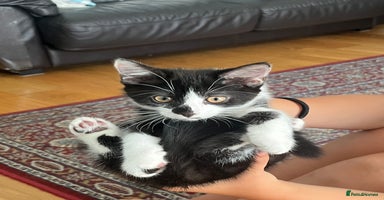 Mixed Breed cats - Advert 12