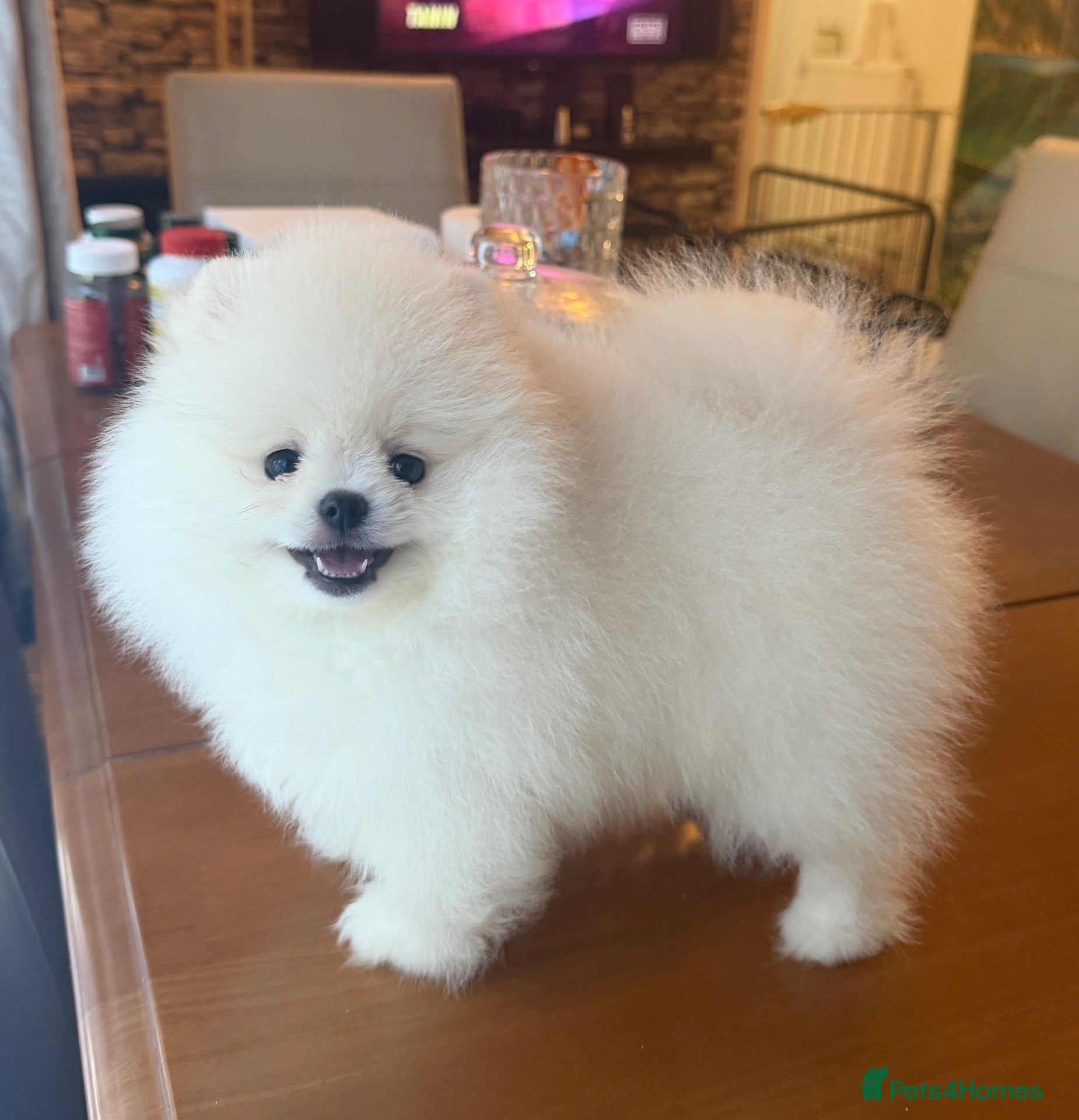 Pomeranian dogs Beautiful White/Cream Pomeranian Puppies - Advert 2