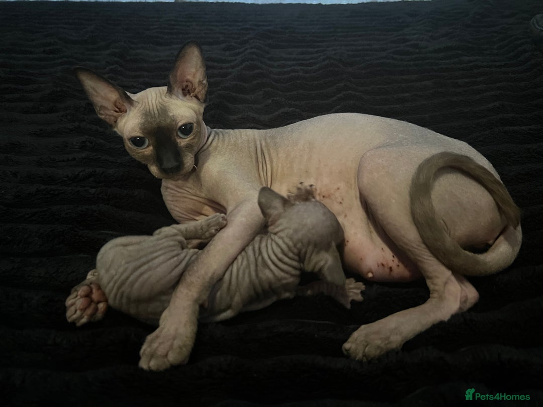 Sphynx cats for sale: Sphynk - Image 15
