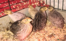 Quail poultry for sale: SEXED JAPANESE QUAILS/6TH AUGUST ! - Image 5