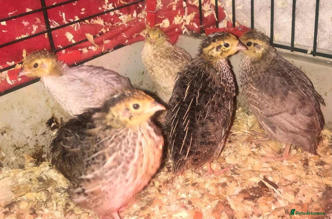 Quail poultry for sale: SEXED JAPANESE QUAILS/6TH AUGUST ! - Image 5