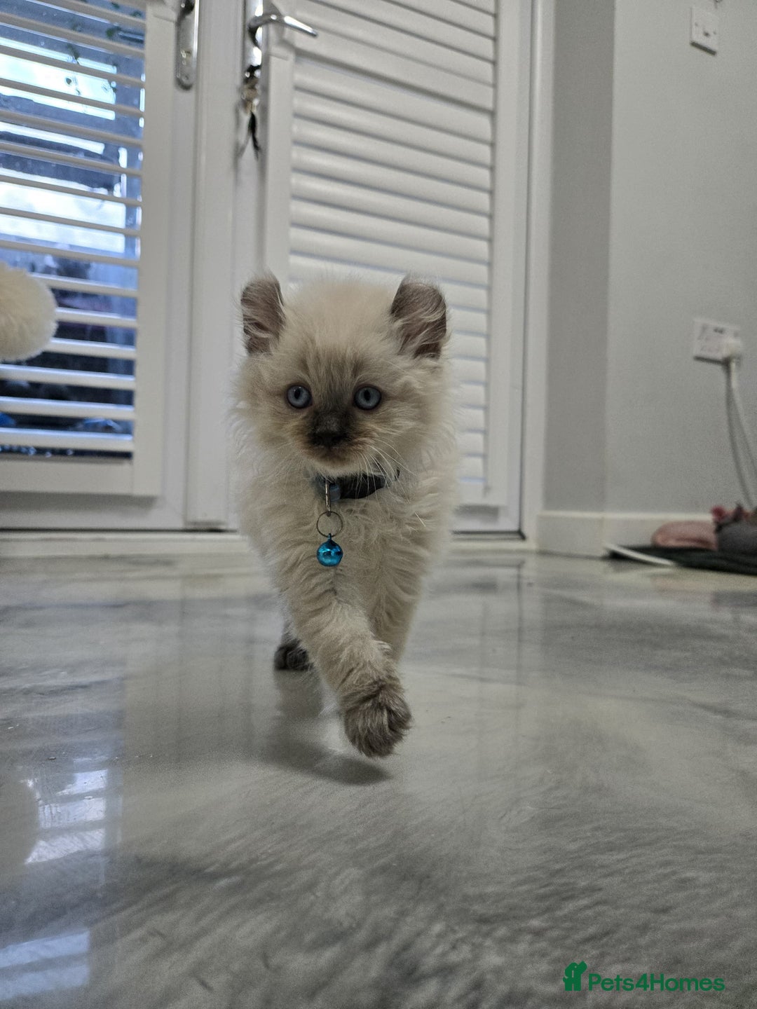 American Curl cats for sale: RARE, Unique, Affectionate American Curl Kittens!  - Advert 32