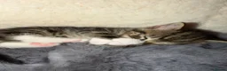 Aegean cats for sale: Beautiful kitten for sale  - Advert 2