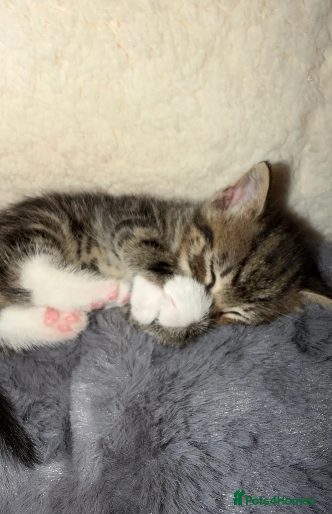 Aegean cats for sale: Beautiful kitten for sale  - Advert 2
