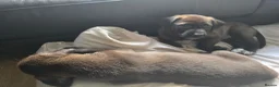 Mixed Breed dogs for sale: Tibetan Mastiff Crossbreed Pups - Advert 31