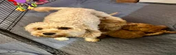 Cavapoo dogs for sale: Real Life Teddys Looking for love  - Advert 13