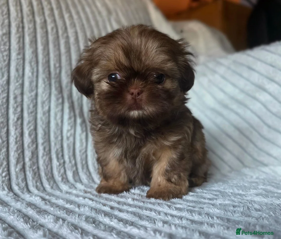 Shih Tzu dogs for sale: Chocolate Shih Tzu Puppies - Advert 2