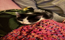 British Longhair cats for sale: Amazingly friendly and beautiful fluff balls - Image 5